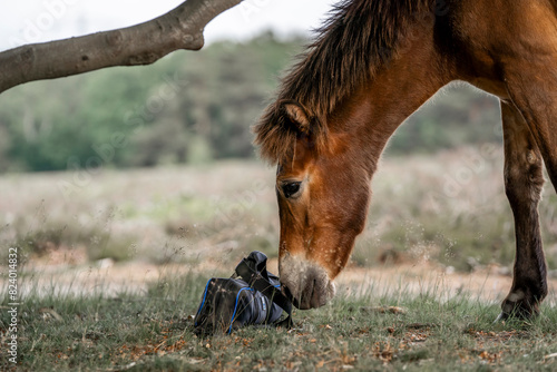 exmoor pony cute in nature arrea foal small horse photo