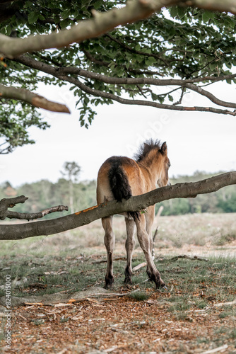 exmoor pony cute in nature arrea foal small horse photo