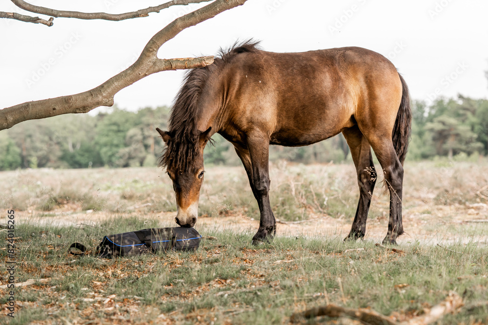Fototapeta premium exmoor pony cute in nature arrea foal small horse