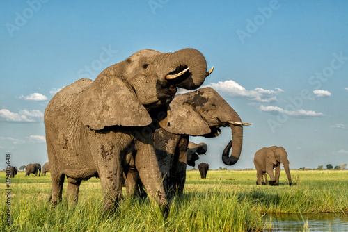 Photography Elephants drinking at the Chobe river between Namibia and Botswana in the afternoon seen from a boat