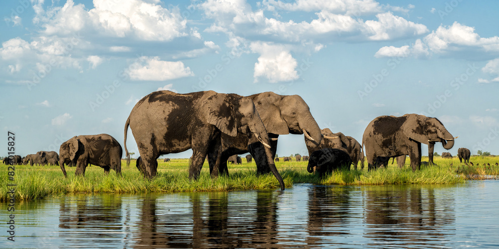 Obraz premium Elephants drinking at the Chobe river between Namibia and Botswana in the afternoon seen from a boat.