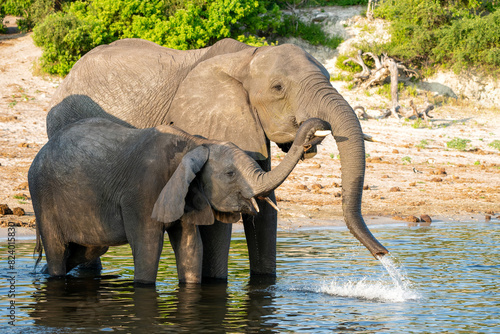 Elephants drinking at the Chobe river between Namibia and Botswana in the afternoon seen from a boat.