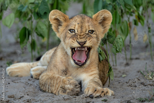 Lion cub hanging around in the vegatation of the riverfront in the Chobe National Park  in Botswana photo
