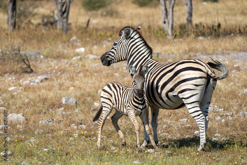 Mother and baby zebra hanging around at  a waterhole in Etosha National Park in Namibia