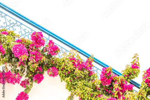 Fototapeta Naklejka Na Ścianę i Meble -  flowers on the street