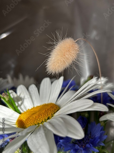 daisies in a garden