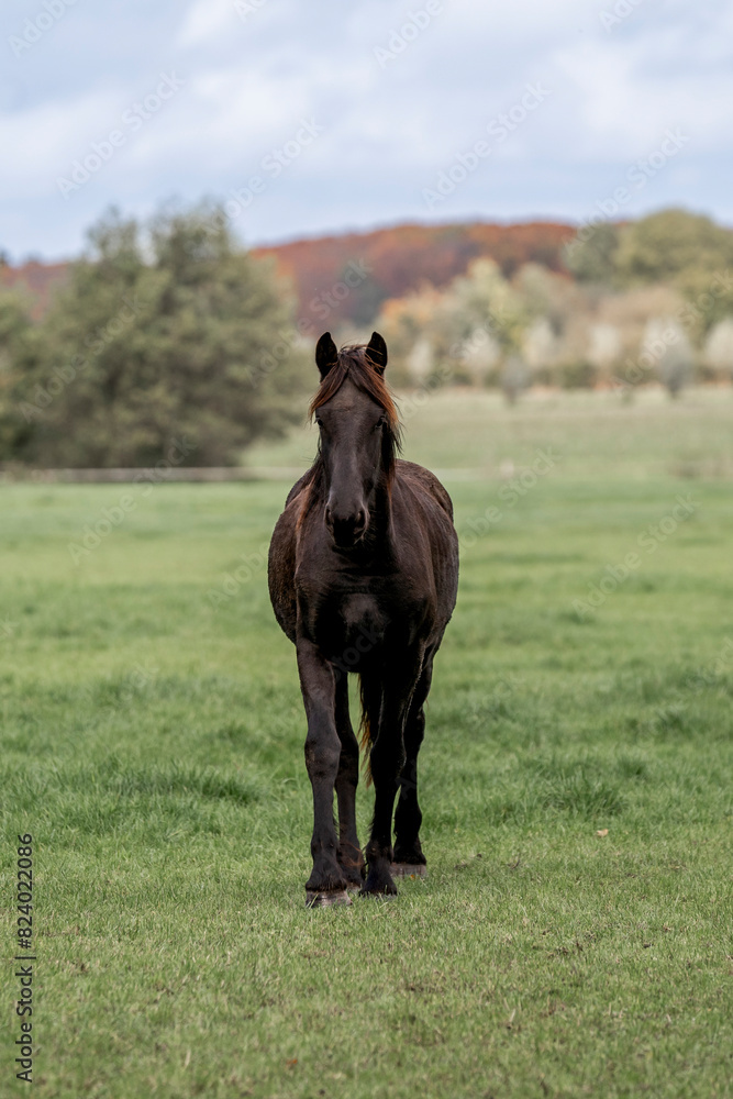 Fototapeta premium young horse horses in the pasture growing up