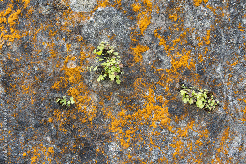 Yellow lichens and green plants on a rock.