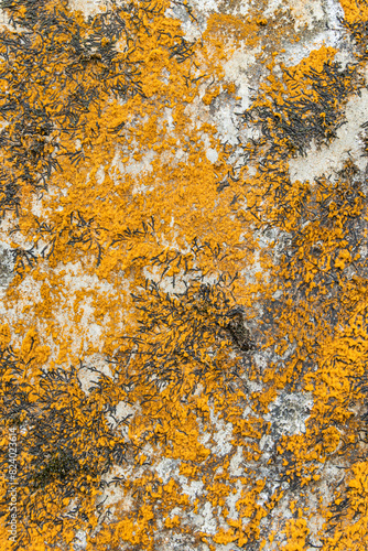 Yellow lichens growing on a rock.