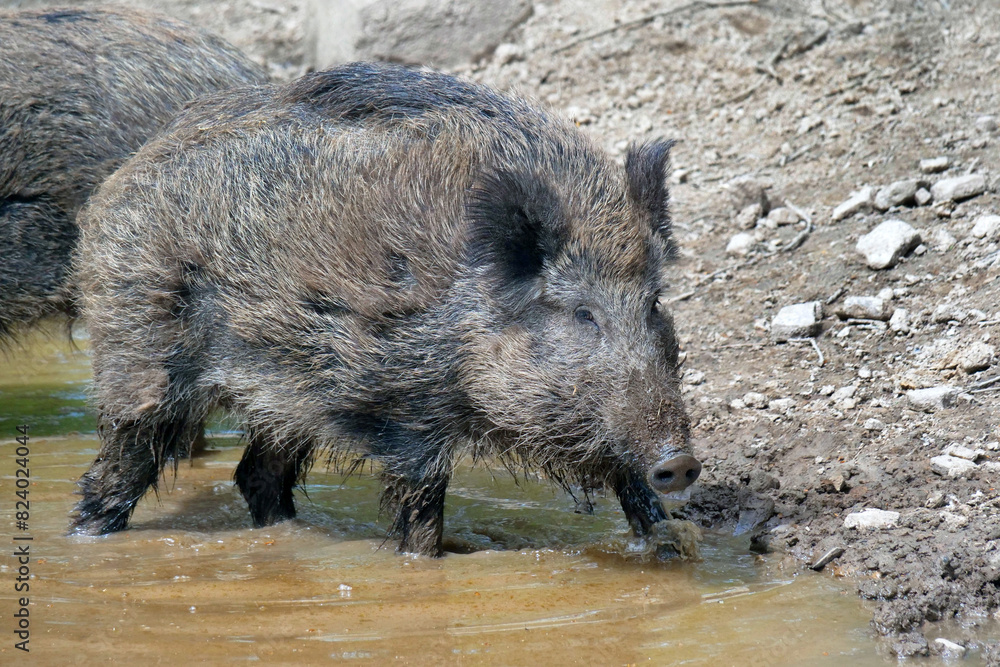 Wildschwein in freier Natur im Fruehling . Wildschwein in freier Natur im Fruehling .