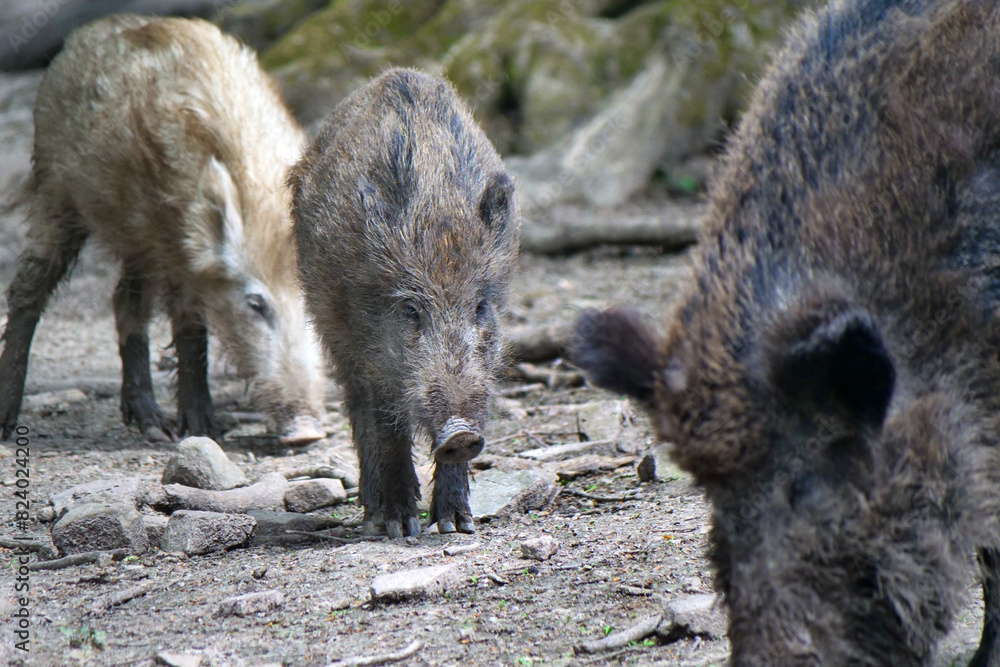 Wildschwein in freier Natur im Fruehling . Wildschwein in freier Natur im Fruehling .