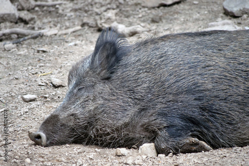 Wildschwein in freier Natur im Fruehling .