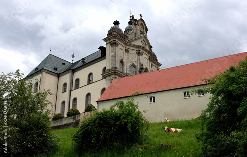 Kühe hinter der Klosterkirche in Neresheim photo