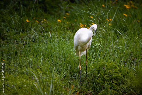 A Great egret stands on its feet on the pond shore with green grass on a cloudy spring evening. A large white plumage bird with a black bill and yellow-black legs in wildlife with a green background.