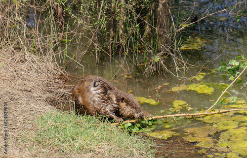 Beaver on shore of Sacramento river eating a stick  © Cam