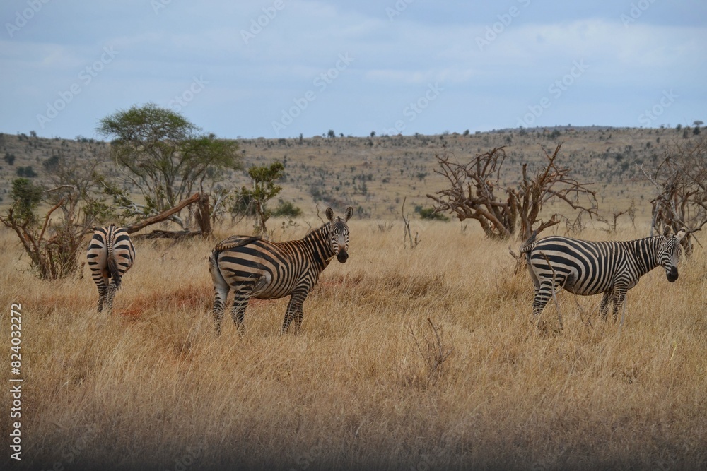 Obraz premium Zebras in the savannah in the Maasi Mara, Kenya