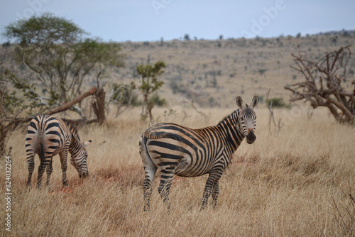 Zebras in the savannah in the Maasi Mara  Kenya