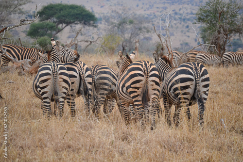 Zebras in the savannah in the Maasi Mara, Kenya © Natalje Dietrich