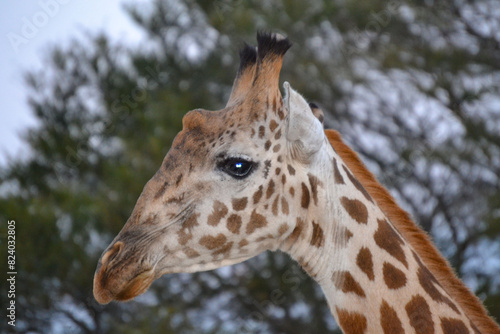 Photography Giraffes on safari in Kenya