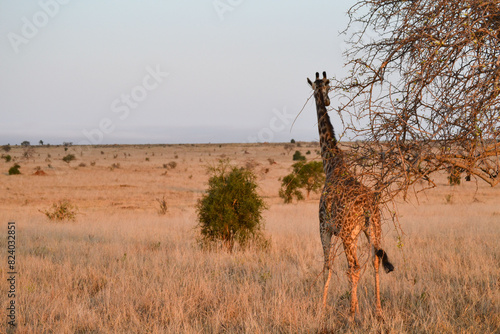 Photography Giraffes on safari in Kenya