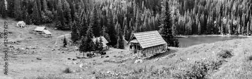 Wallpaper Mural Cows grazing by wooden small mountain huts at Koca na Planini pri Jezeru in Bohinj Lake area Julian Alps, Slovenia in black and white Torontodigital.ca