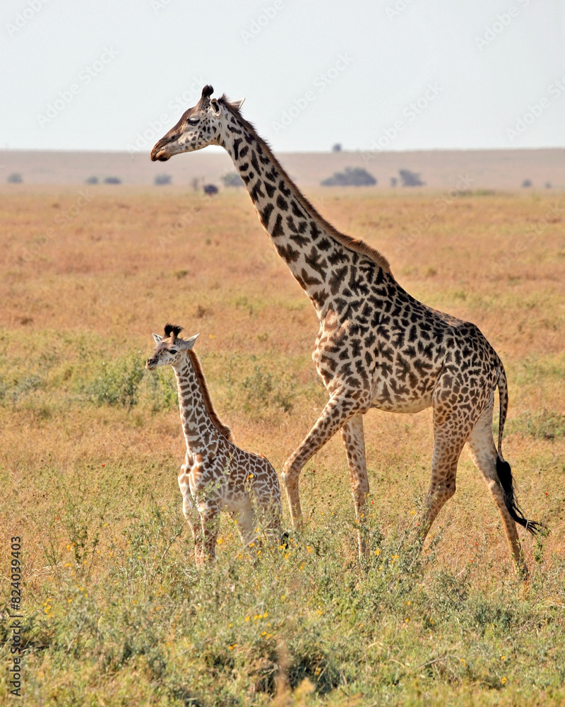 Fototapeta premium Giraffe Mother and Calf