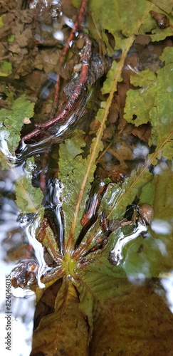 Kastanienblätter im Wasser