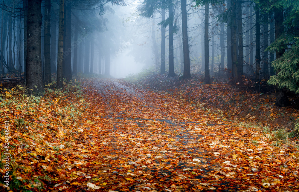 Autumn forest leaves path