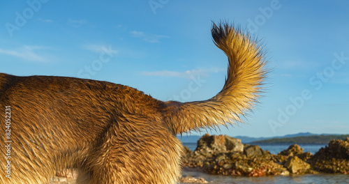 CLOSE UP: Dogs tail by the seaside, with wet fur glistening in warm sunlight. Scenic background features ocean, rocks, and clear blue sky, capturing a moment of adventure and playfulness at the beach. photo