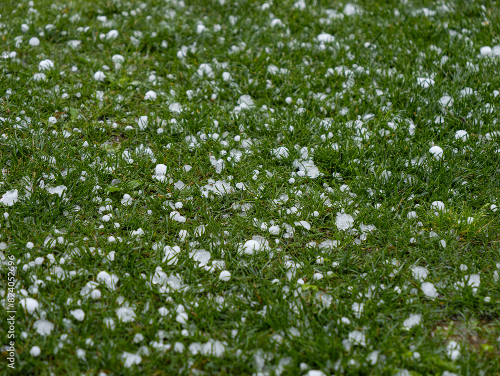 CLOSE UP: Green lawn is getting covered with white hailstones after a hailstorm. Small ice pellets contrast with the green grass, highlighting the serious impact of severe weather and storms aftermath