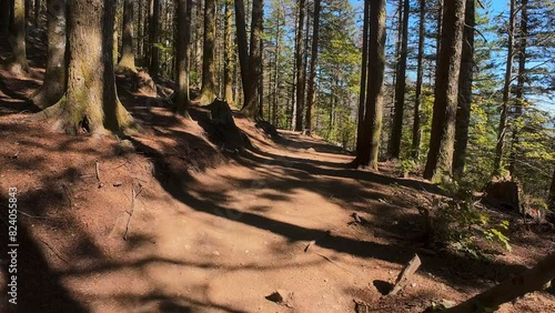 Bright Sunny Day Hiking in the Woods POV