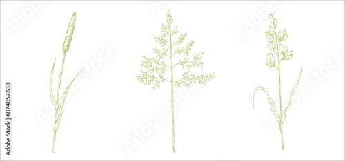 Set of meadow dry plants. Squirrel's tail grass, Millet Grass vector. Hand painted graphic setaria viridis, Milium effusum isolated on background. Botanical, Medicinal and Herbal illustration. For photo