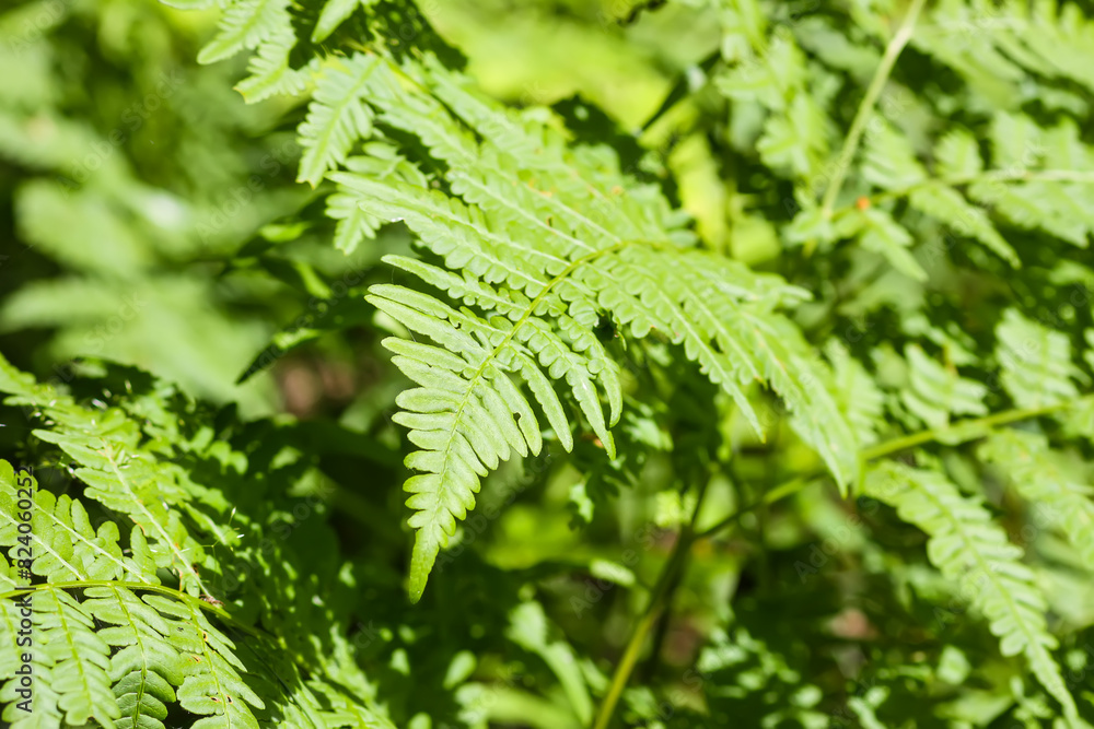 Close-up of wild fern plants in forest. Green nature background.