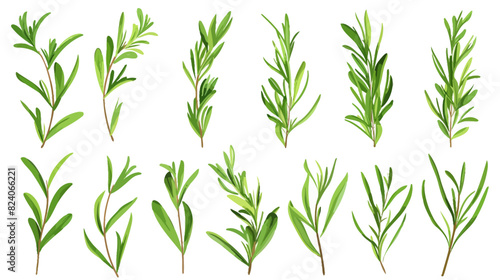 Collection of fresh rosemary sprigs isolated on white background for culinary use  