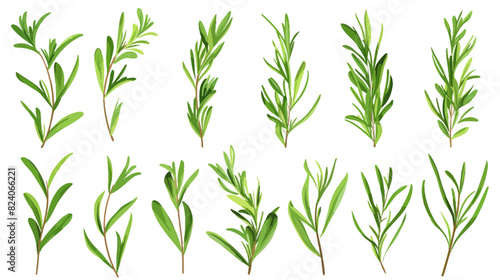 Collection of fresh rosemary sprigs isolated on white background for culinary use	
