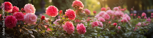 Roses in the summer morning glow, long banner photo