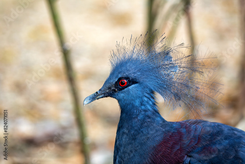 Victoria Crowned Pigeon  Goura victoria  - Commonly Found in New Guinea