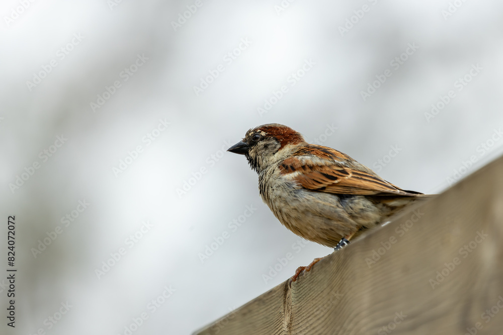 House Sparrow (Passer domesticus) - Commonly Found in Europe, Asia, and North Africa House Sparrow (Passer domesticus) - Commonly Found in Europe, Asia, and North Africa