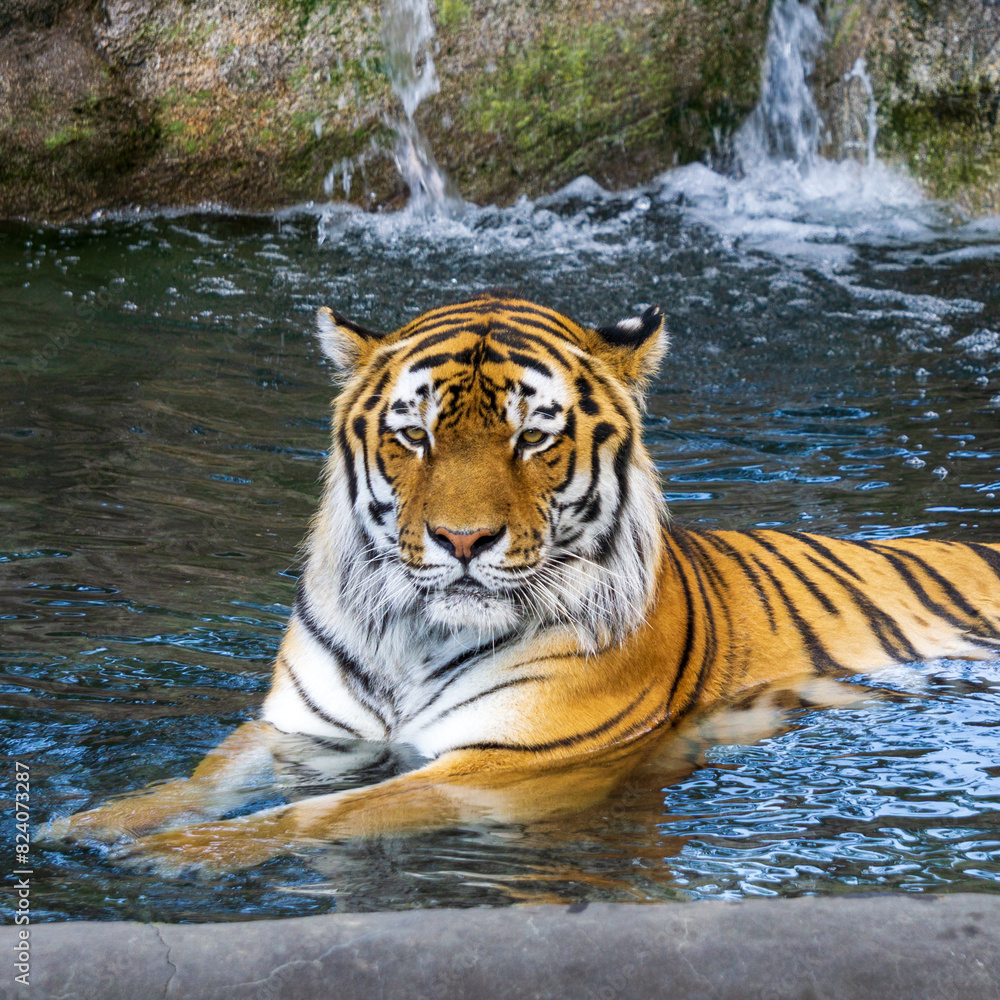 Amur Tiger relaxing in the water Amur Tiger relaxing in the water