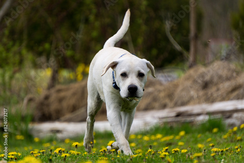 White puppy labrador dog on a dandelion field