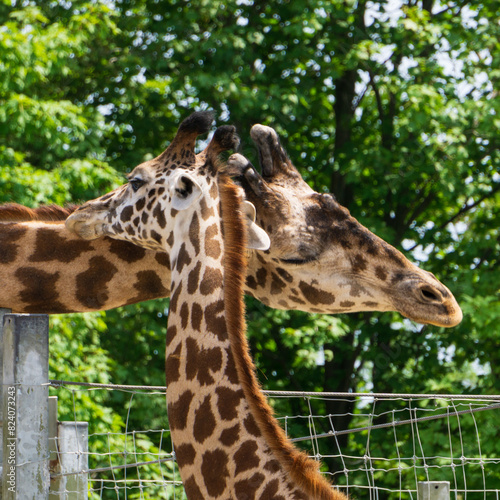 Daddy and baby giraffe showing affection