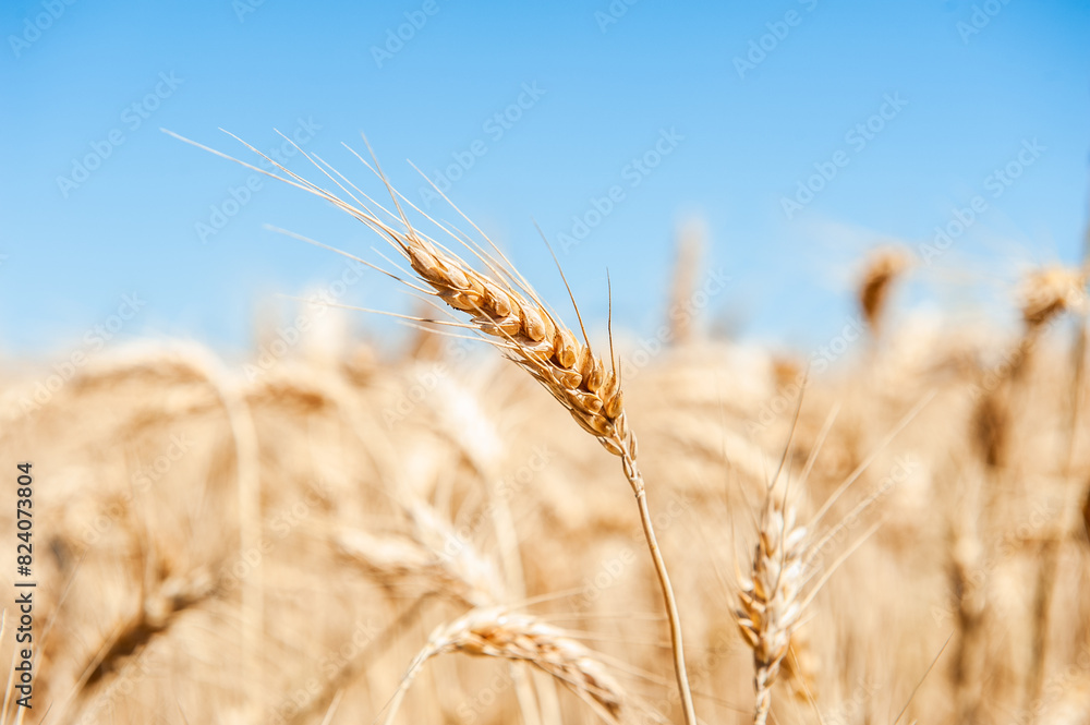 Fototapeta premium Estate, grano e papaveri