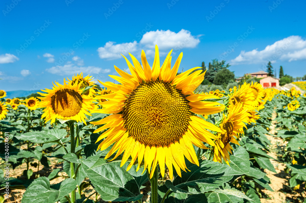 Fototapeta premium Girasole