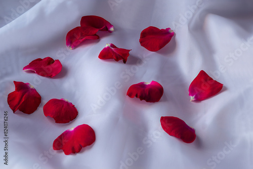 Bright red rose petals on background of white crumpled fabric. Petals color of wine red on thin snow-white silk
