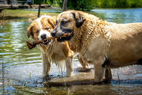 Perros jugando con plao en el agua photo