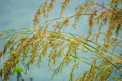 Cymbopogon nardus (Serai wangi, citronella grass, Andropogon nardus). It is the source of an essential oil known as citronella oil, which is widely used for its natural insect-repelling properties photo