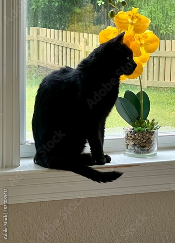 cat on window with yellow orchid