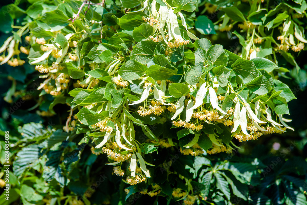 Fototapeta premium Branches of a flowering lime tree taken close up 