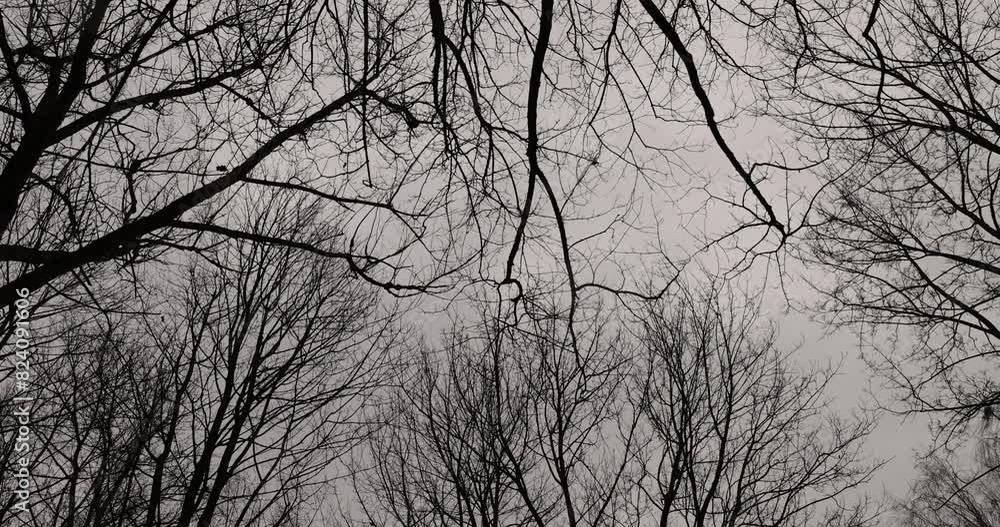 cloudy weather in windy weather in the winter park with maples , bare branches of maples in the winter season in the park