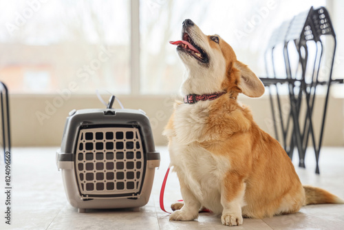 Cute Corgi dog with carrier at airport photo